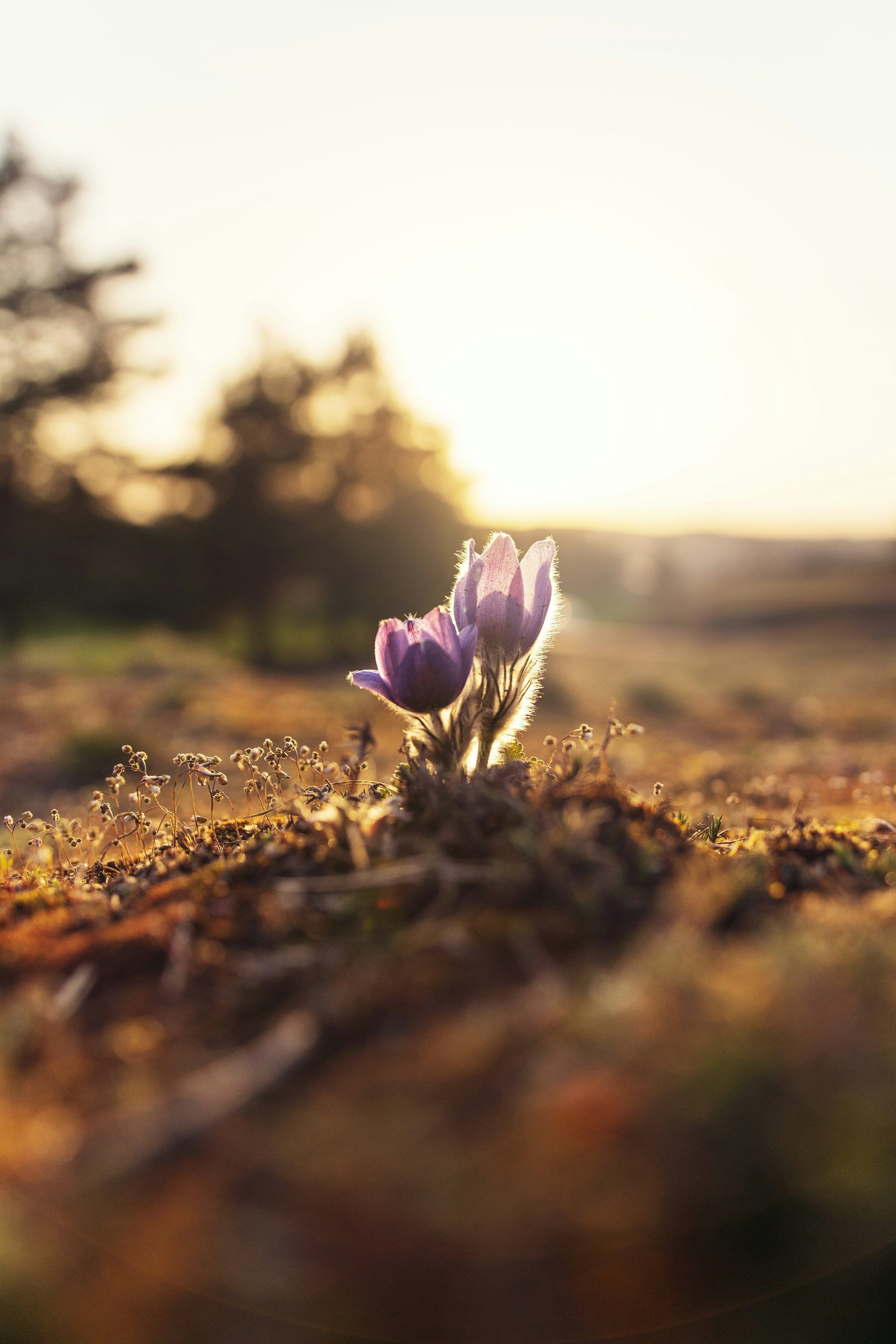 A single purple pasque flower in low evening sun